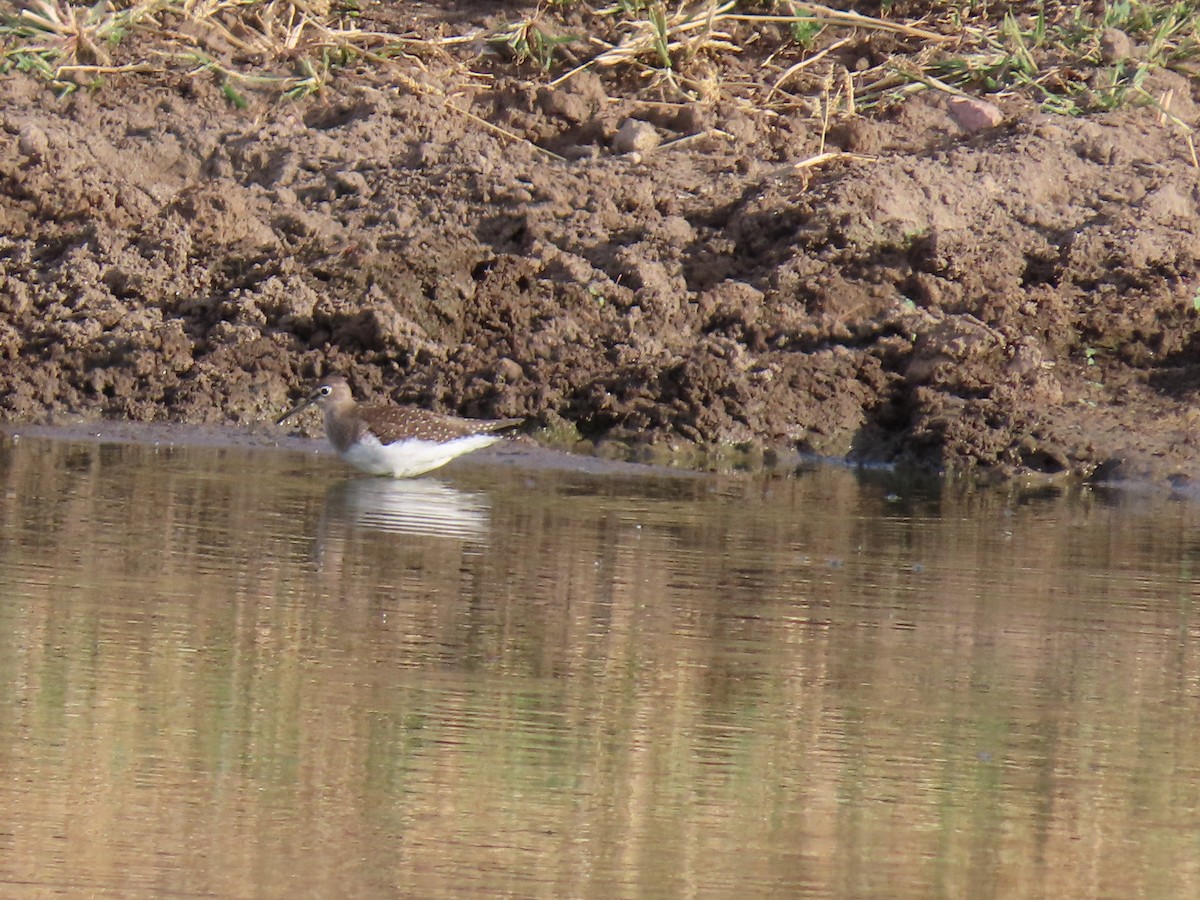 Solitary Sandpiper - ML623818935