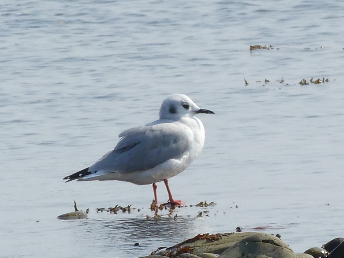 Bonaparte's Gull - ML623818962