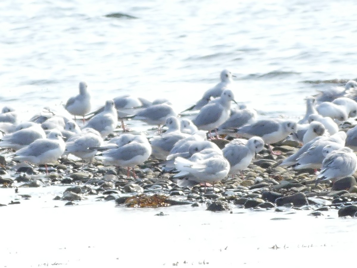 Bonaparte's Gull - ML623818963