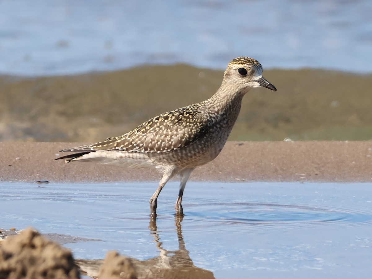 American Golden-Plover - Nathan Stimson