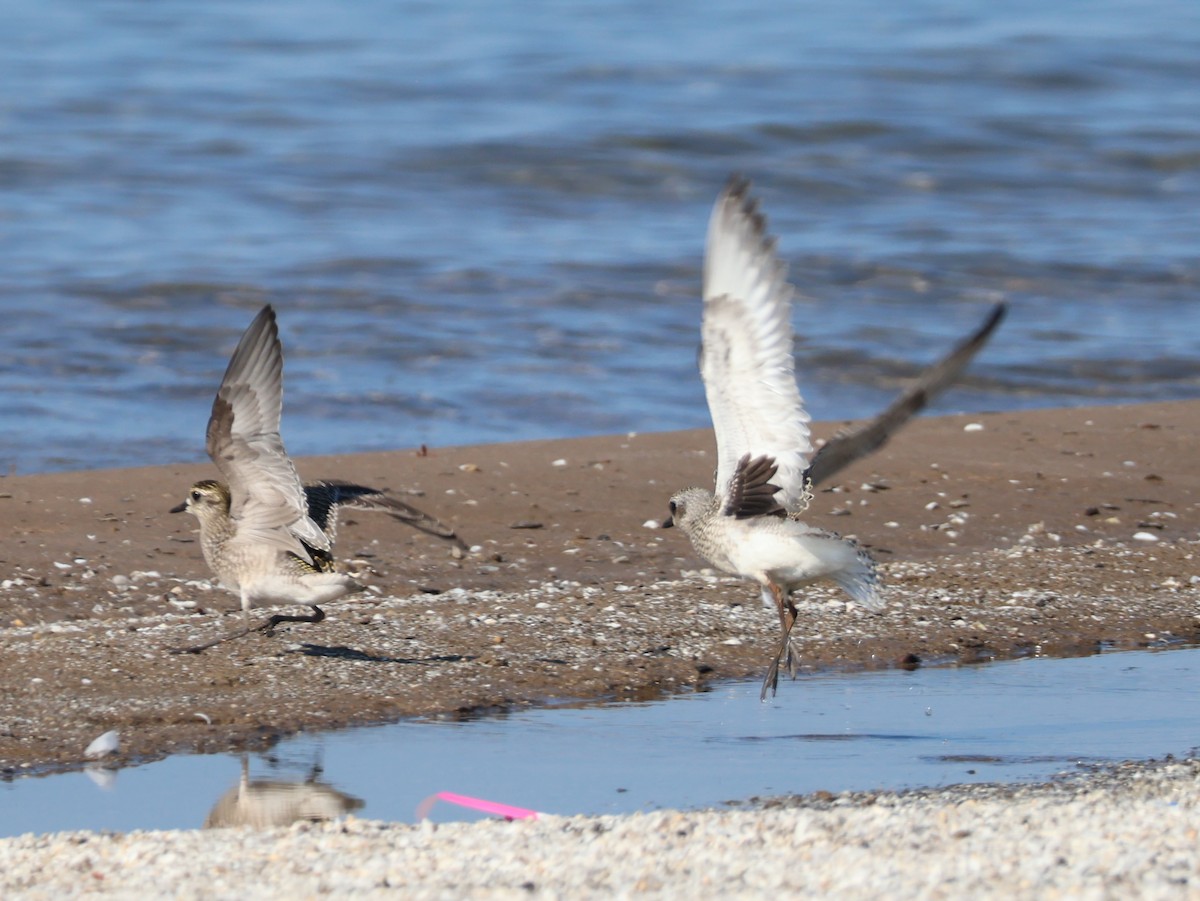 Black-bellied Plover - Nathan Stimson