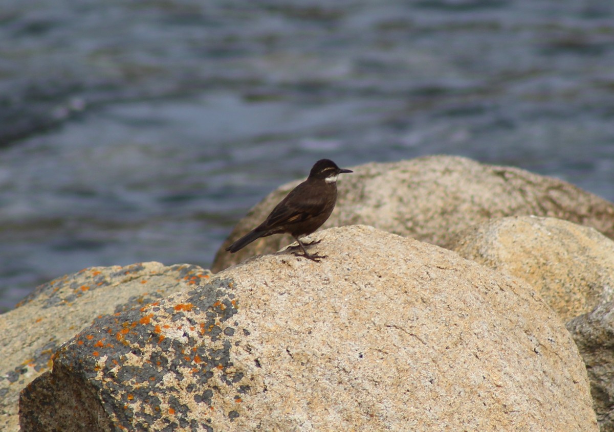 Seaside Cinclodes - ML623818987