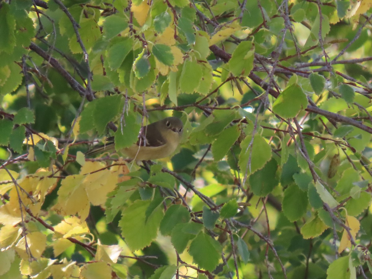 Ruby-crowned Kinglet - ML623818989