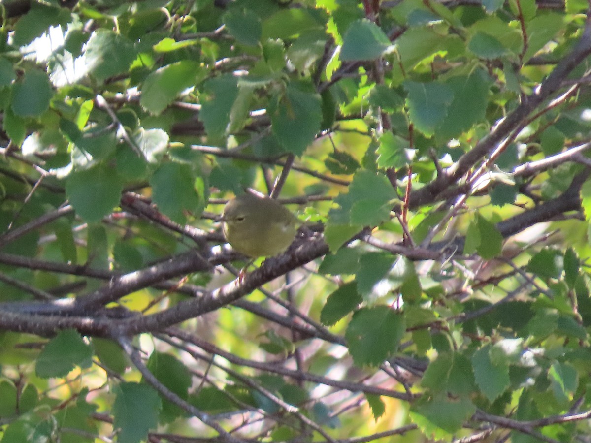 Orange-crowned Warbler - ML623819011