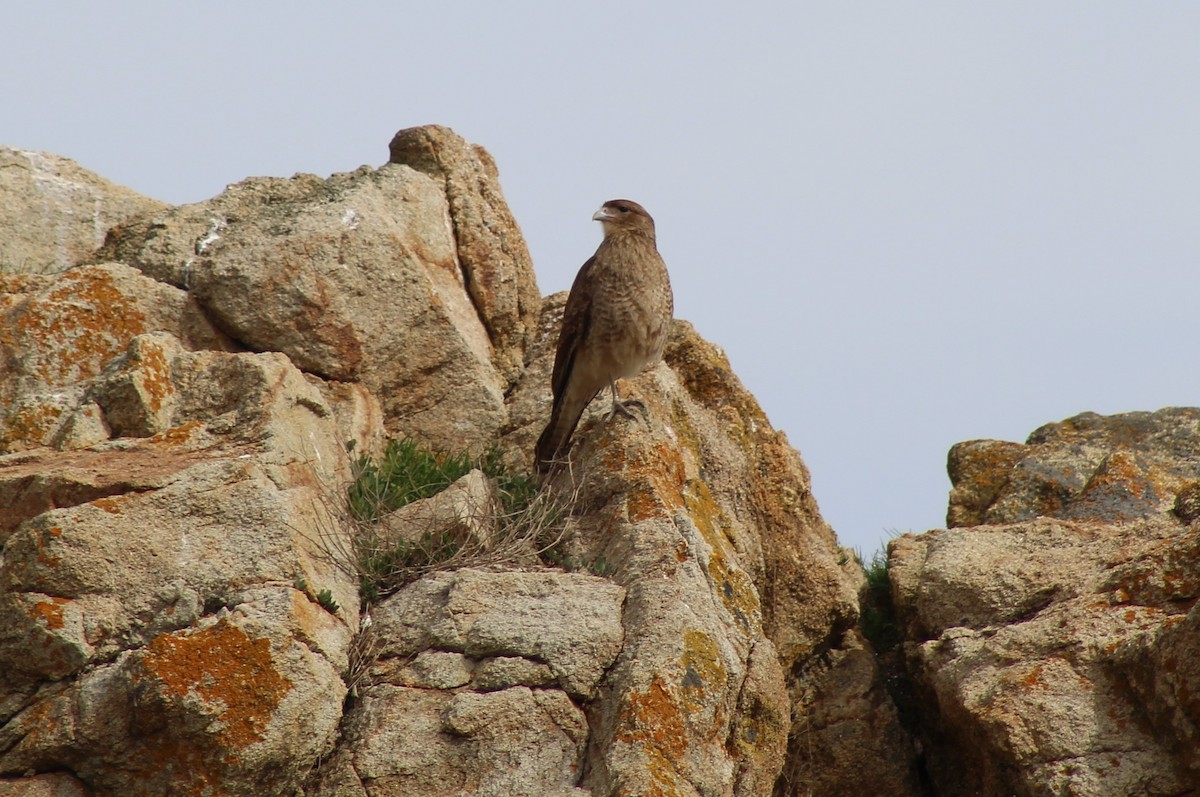 Chimango Caracara - ML623819025