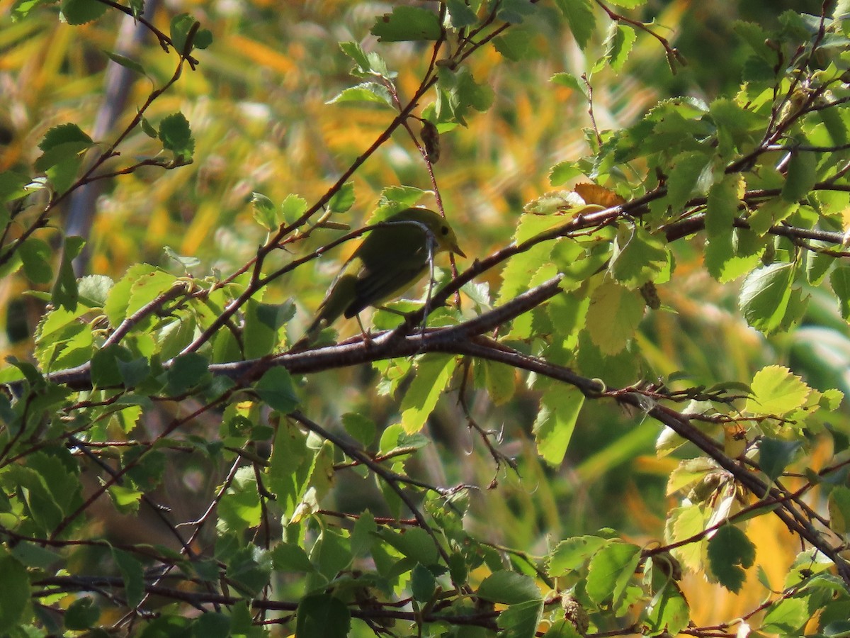 Wilson's Warbler - ML623819027