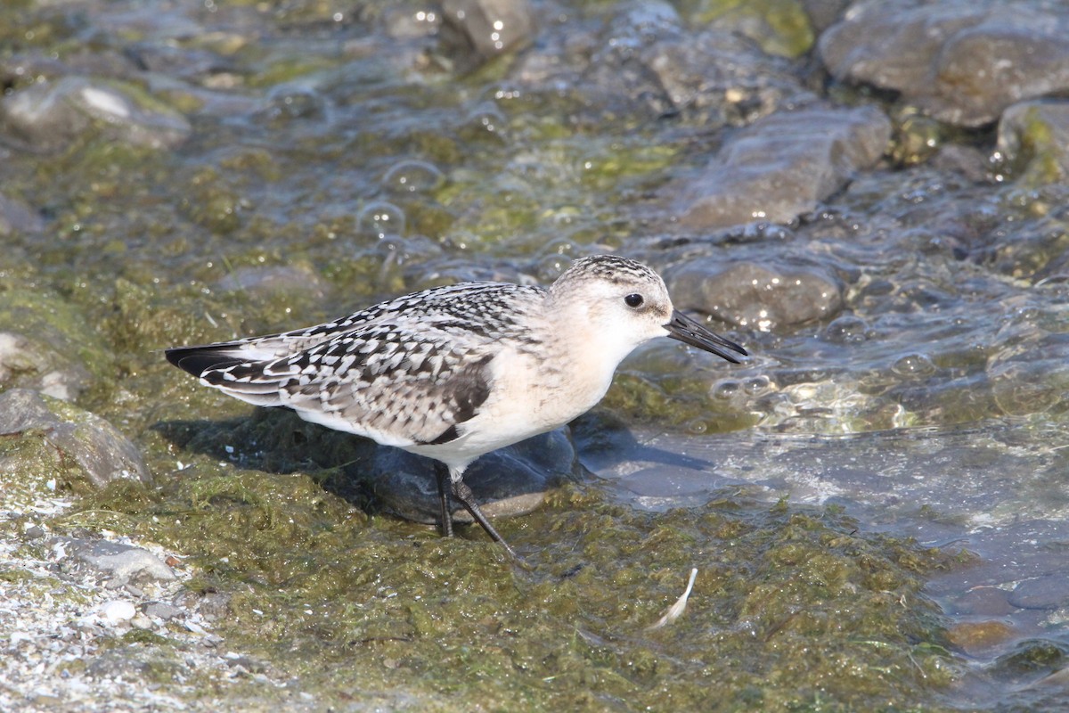 Sanderling - ML623819041