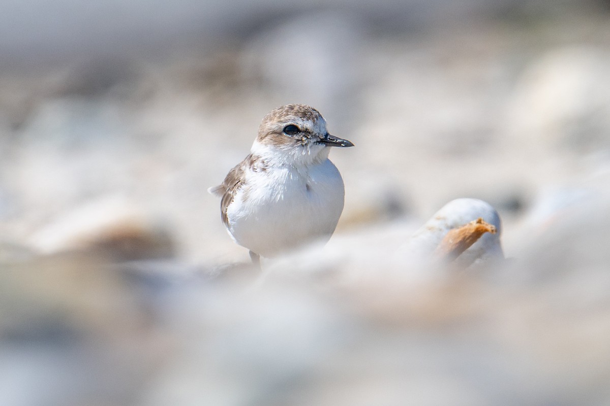 Snowy Plover (nivosus) - Karen Kreiger