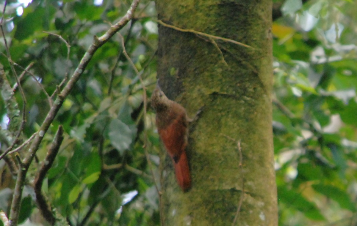 Streak-headed Woodcreeper - ML623819079