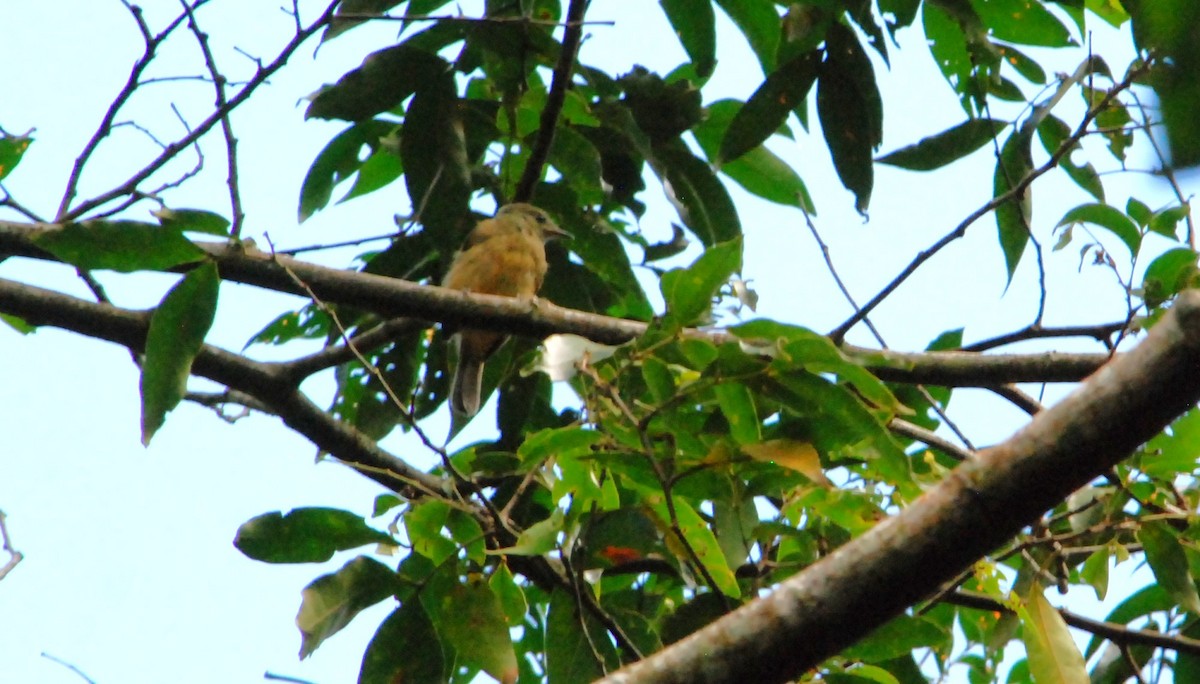 Ochre-bellied Flycatcher - ML623819087