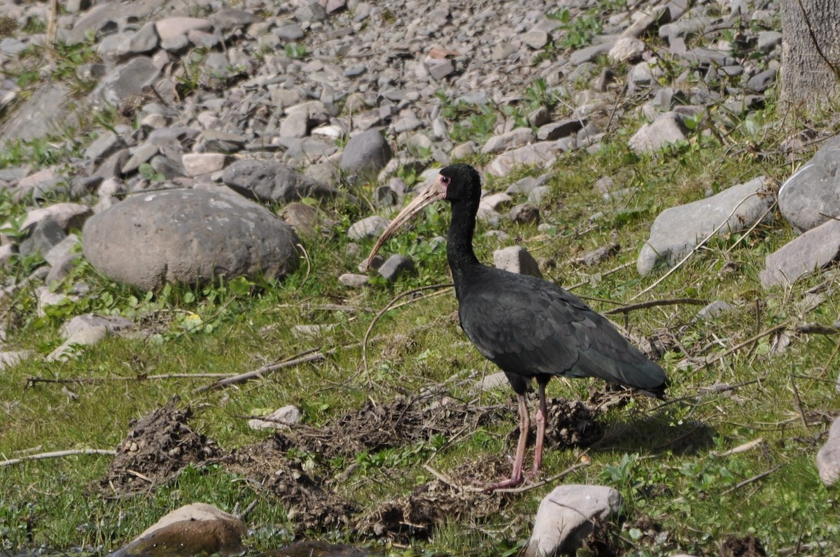 Bare-faced Ibis - ML623819099