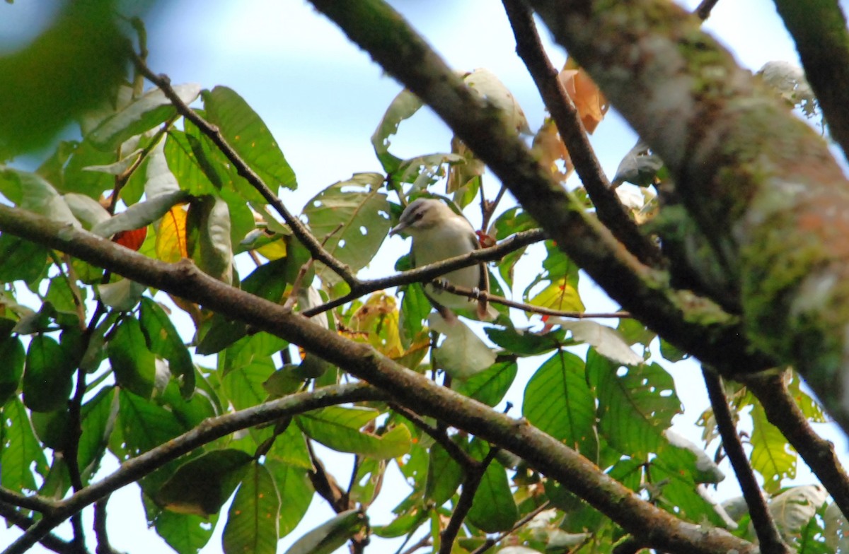 Red-eyed Vireo - ML623819100