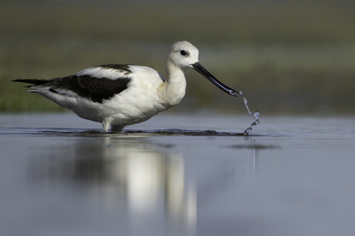 American Avocet - Cam Nikkel