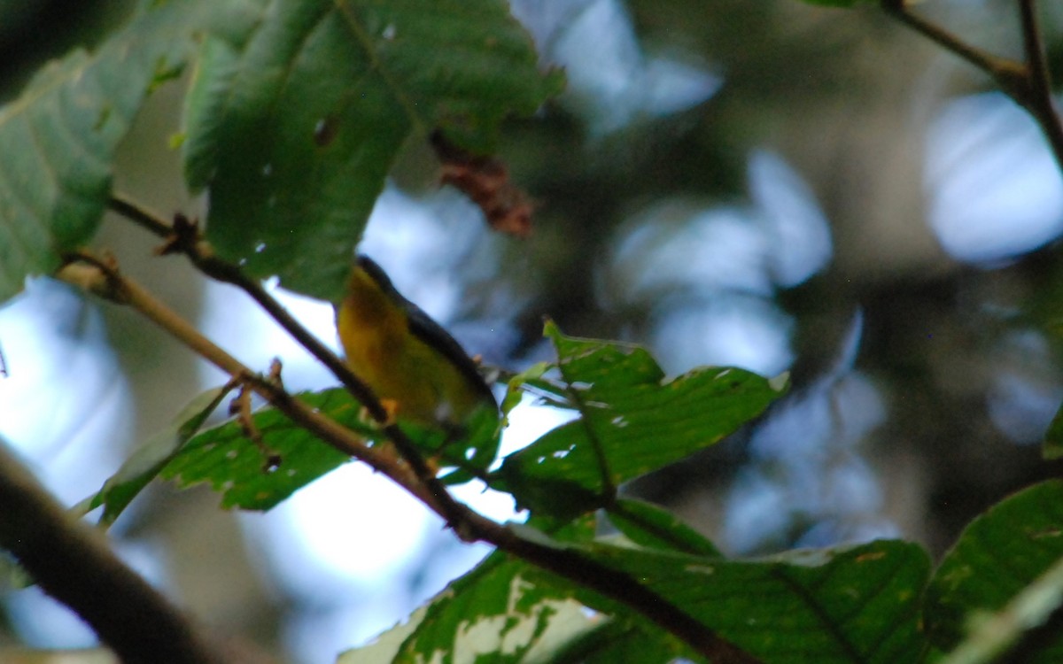 Tropical Parula - ML623819117