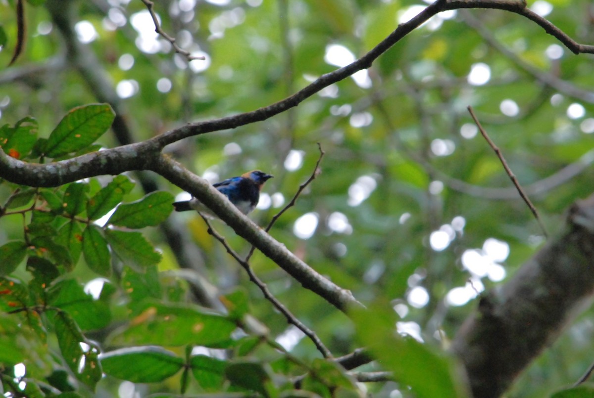 Golden-hooded Tanager - ML623819149