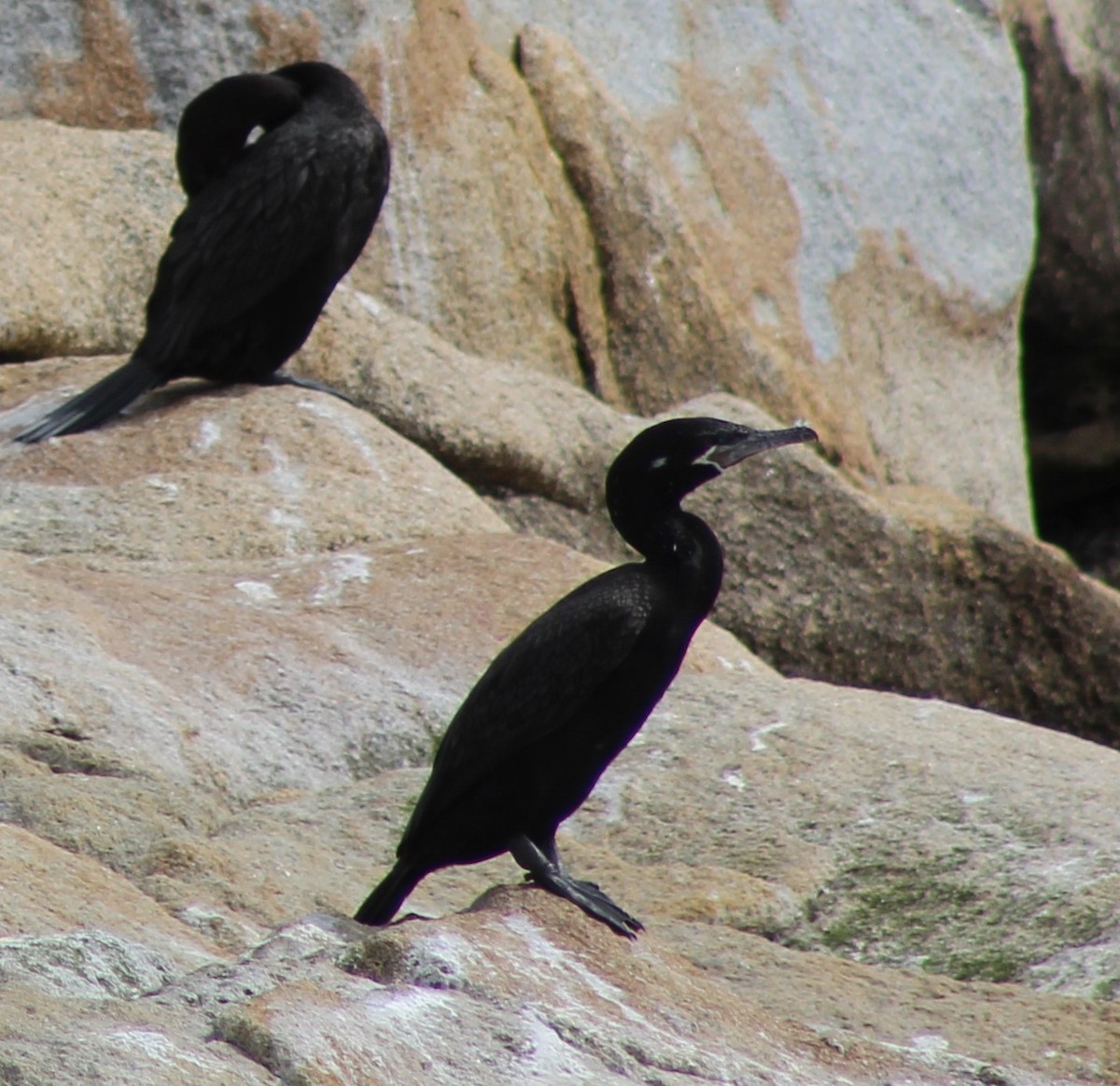 Neotropic Cormorant - ML623819155