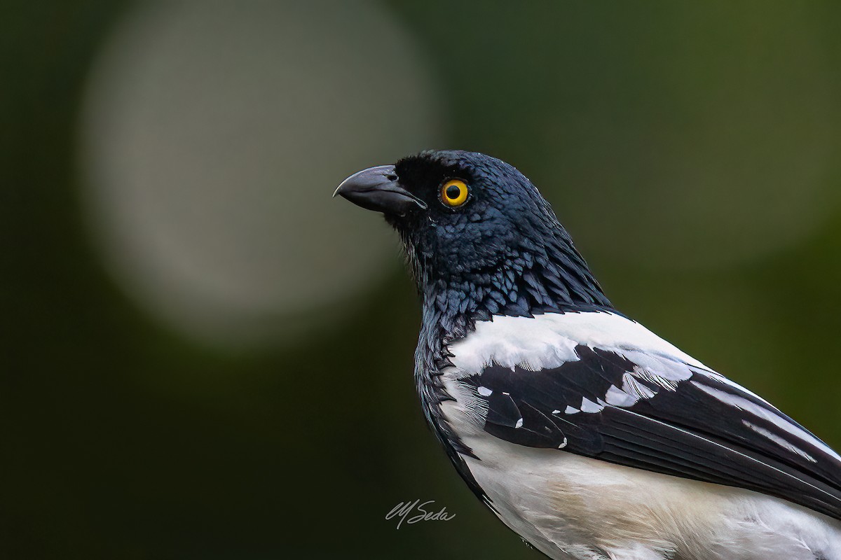 Magpie Tanager - ML623819171