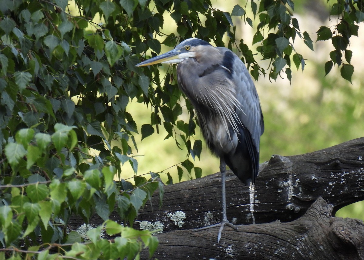 Garza Azulada - ML623819218