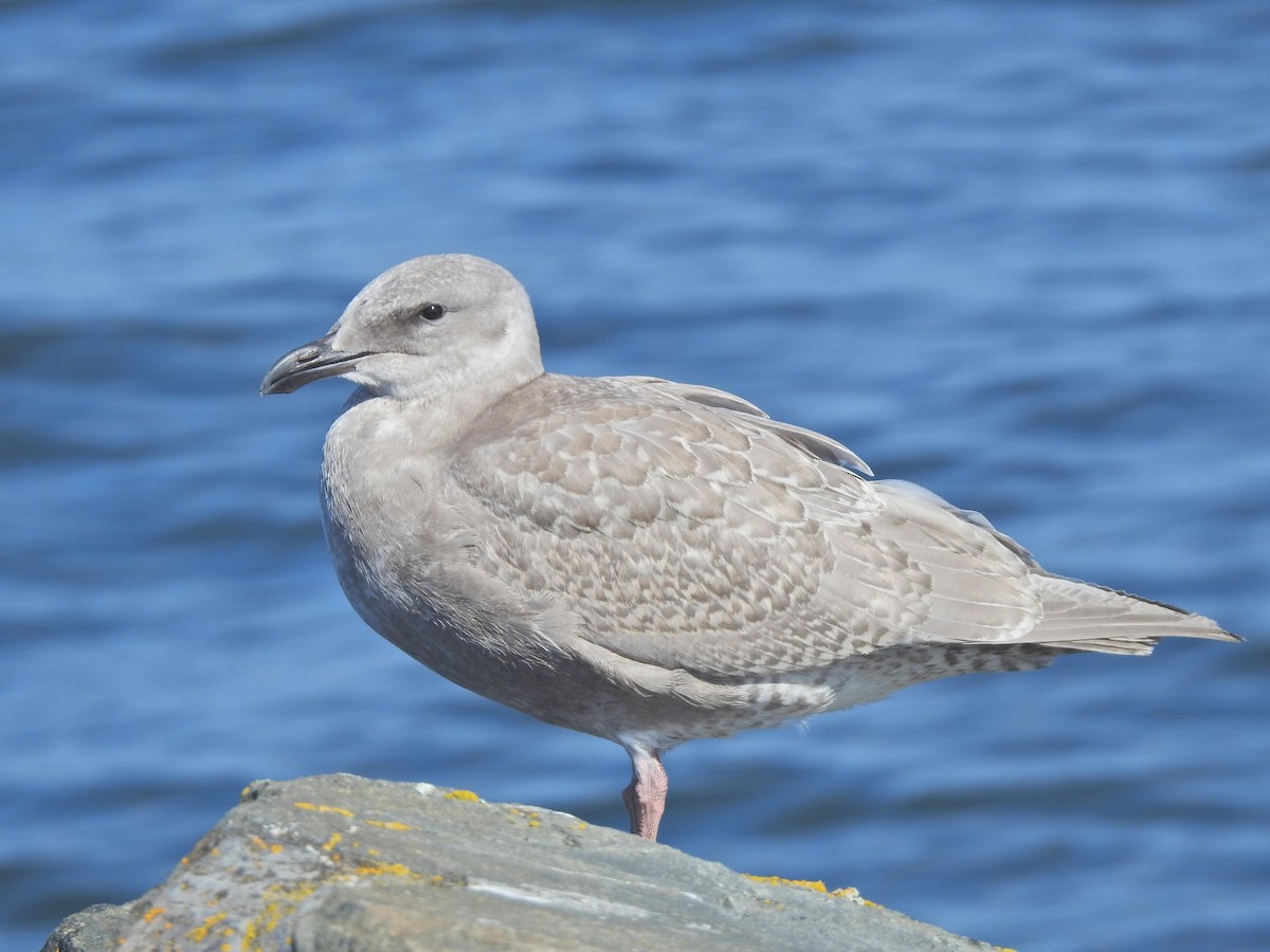 Goéland à ailes grises - ML623819225