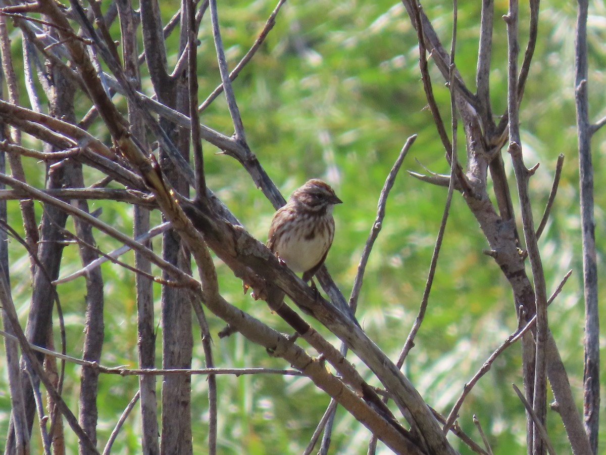 Song Sparrow - ML623819264