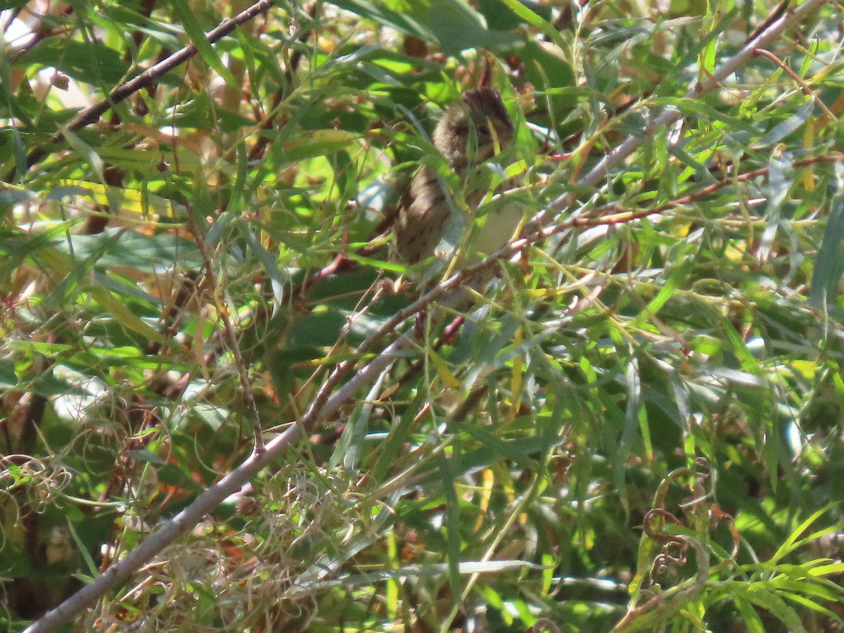 Lincoln's Sparrow - ML623819309