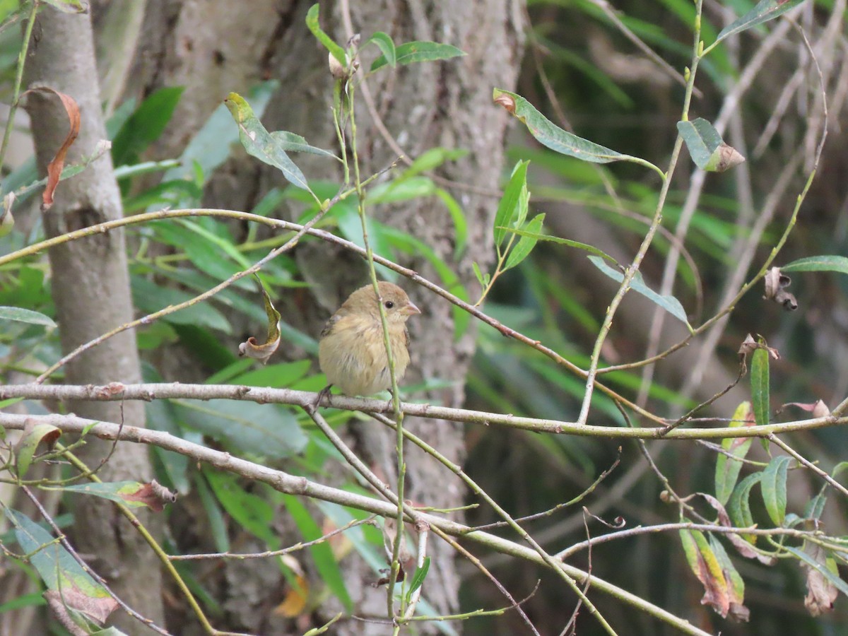 American Goldfinch - ML623819329