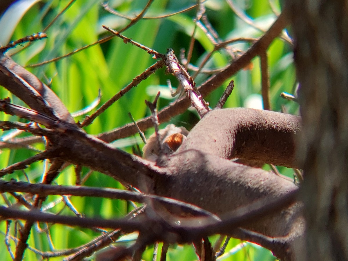 Sooty-fronted Spinetail - David Cutuli