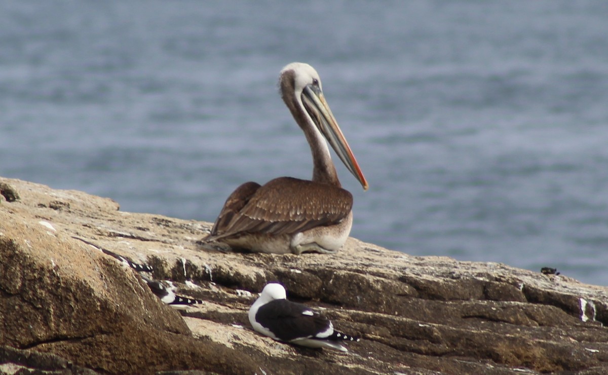 Peruvian Pelican - ML623819374