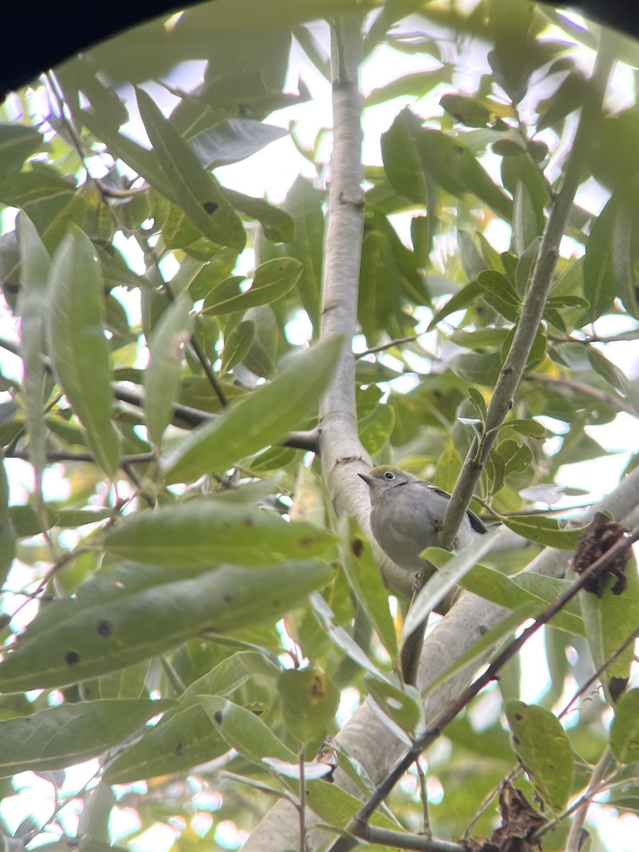 Chestnut-sided Warbler - Rajan Rao