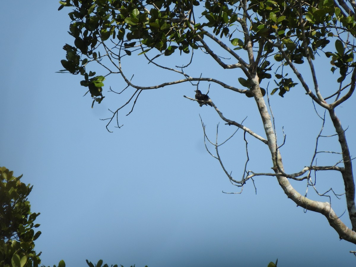 Cotinga porphyrion - ML623819399