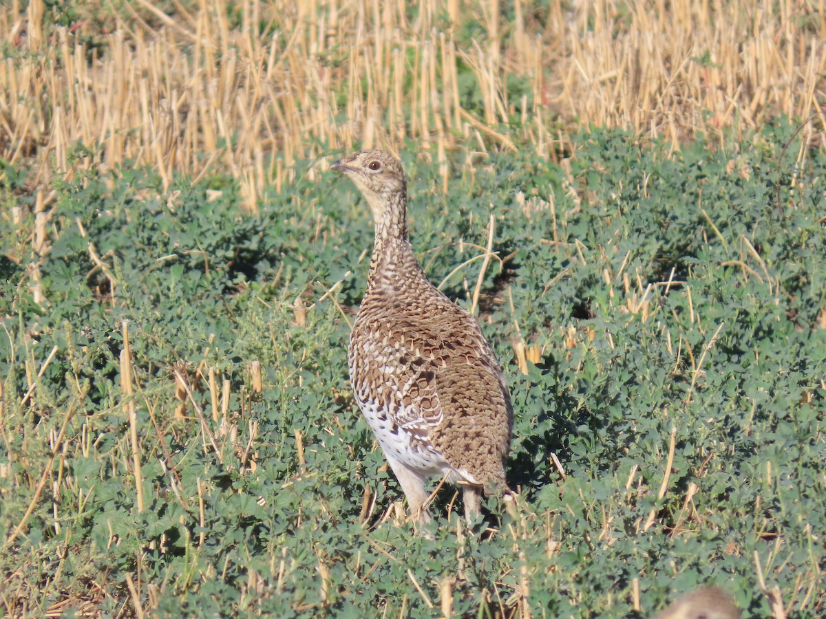 Sharp-tailed Grouse - ML623819410