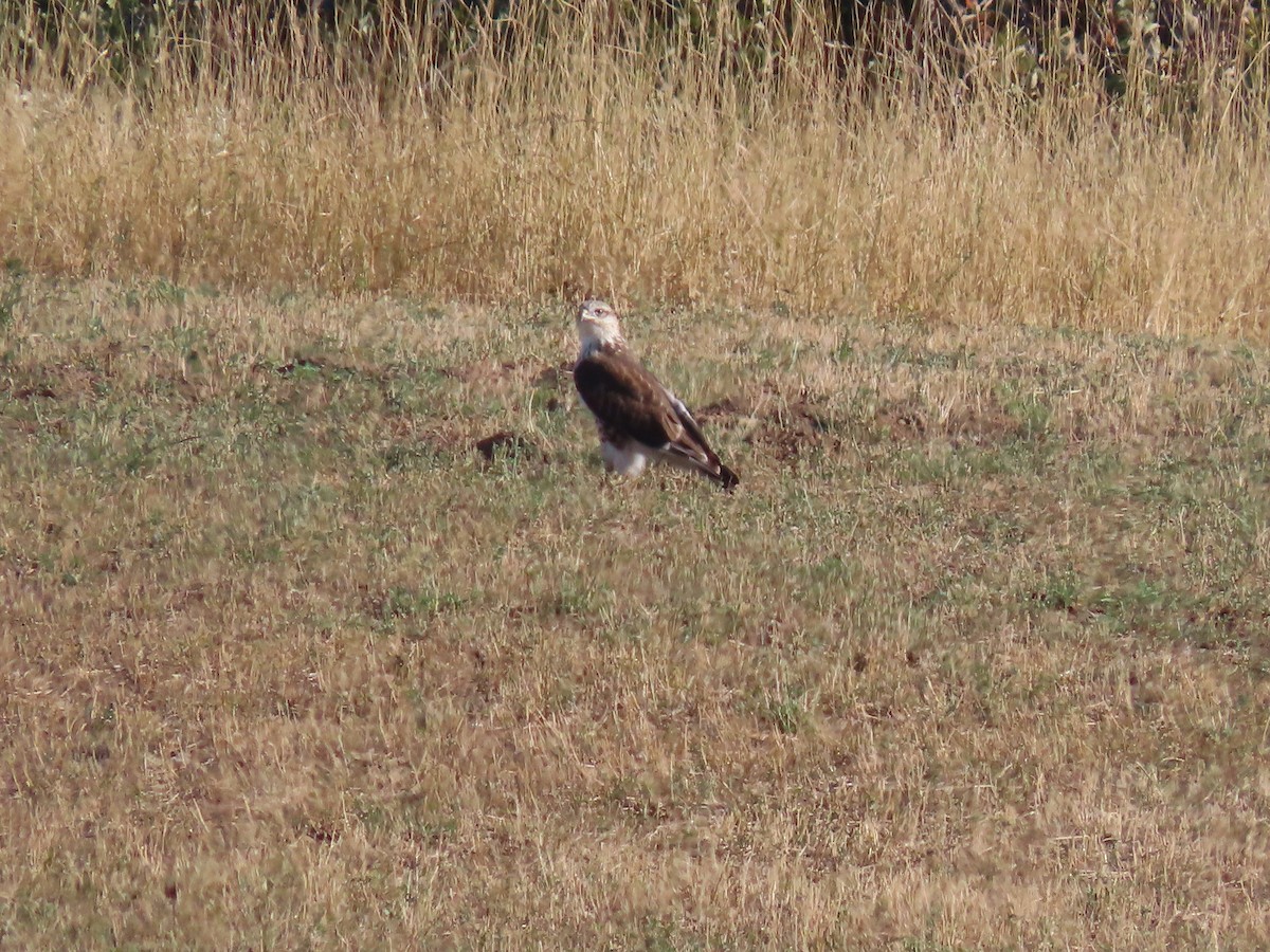 Ferruginous Hawk - ML623819421