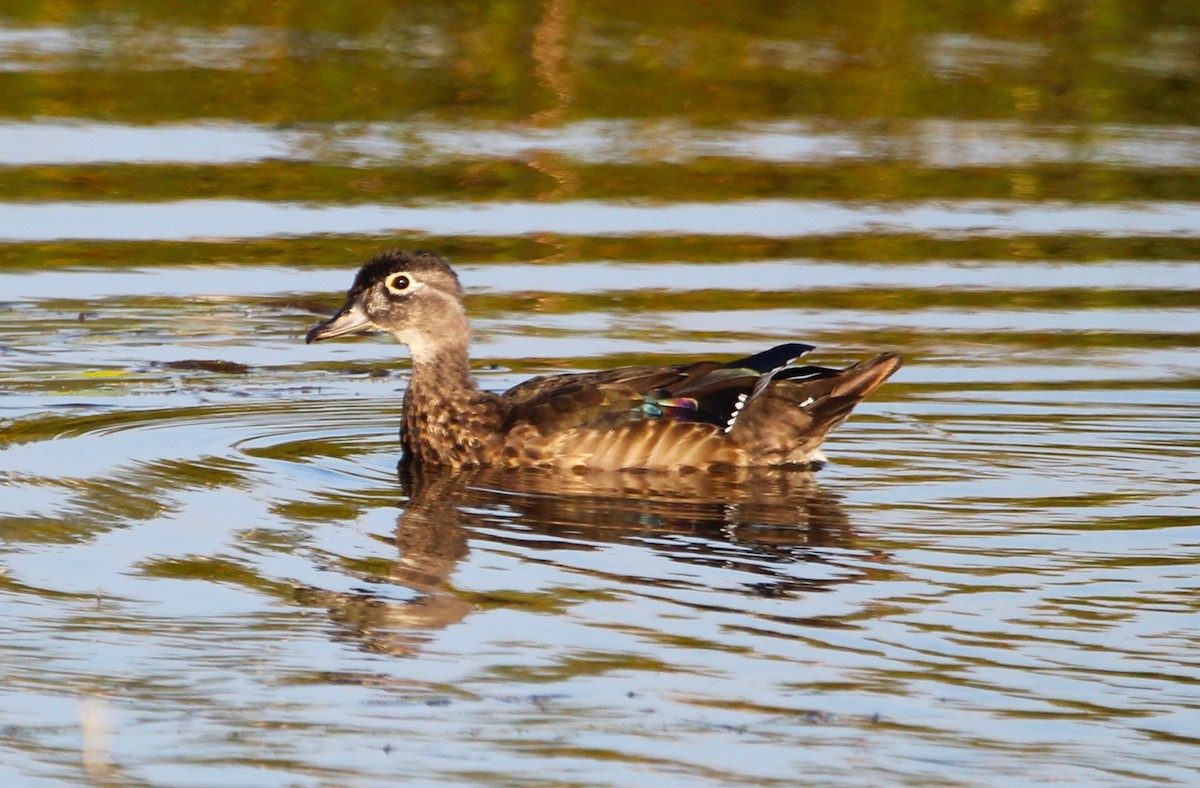Wood Duck - ML623819481