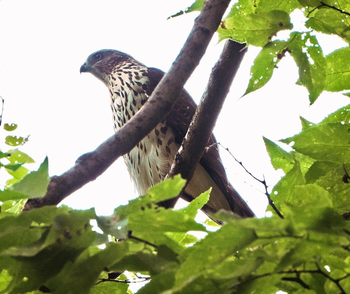 Cooper's Hawk - ML623819487