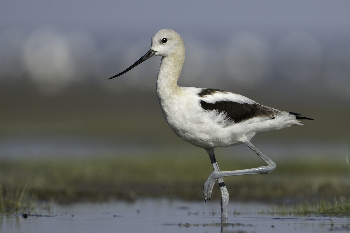 American Avocet - ML623819489