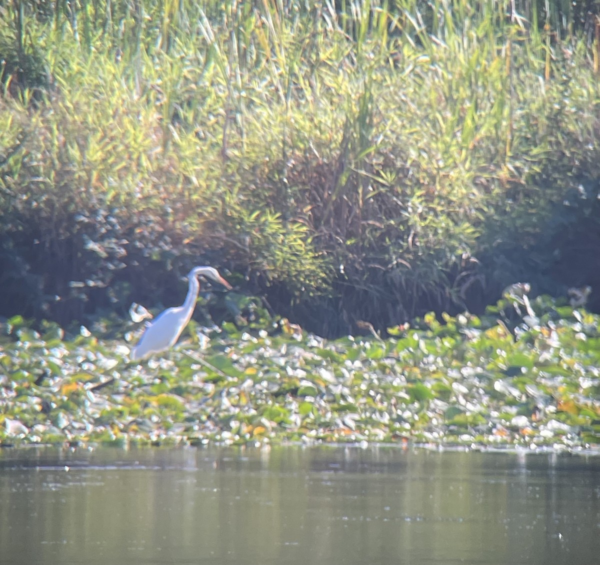 Airone bianco maggiore - ML623819509