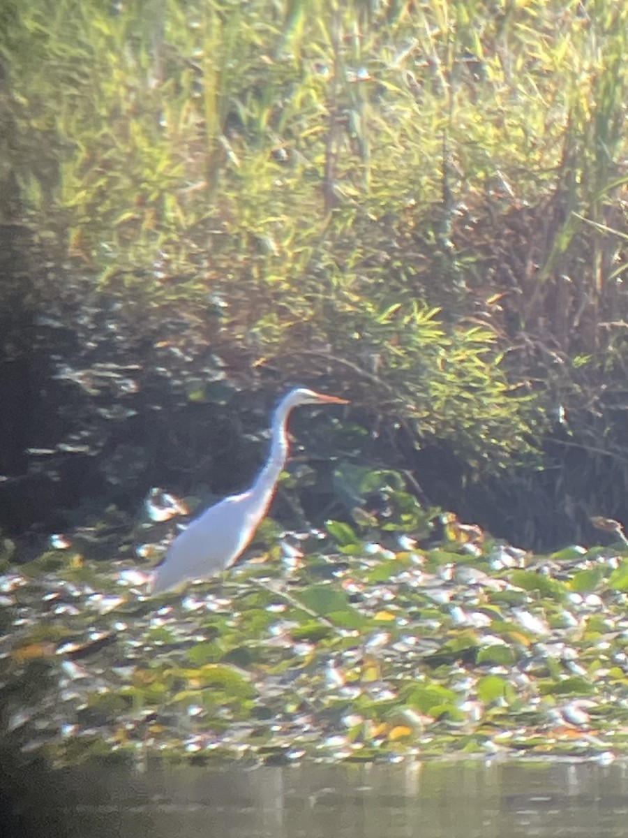 Airone bianco maggiore - ML623819510