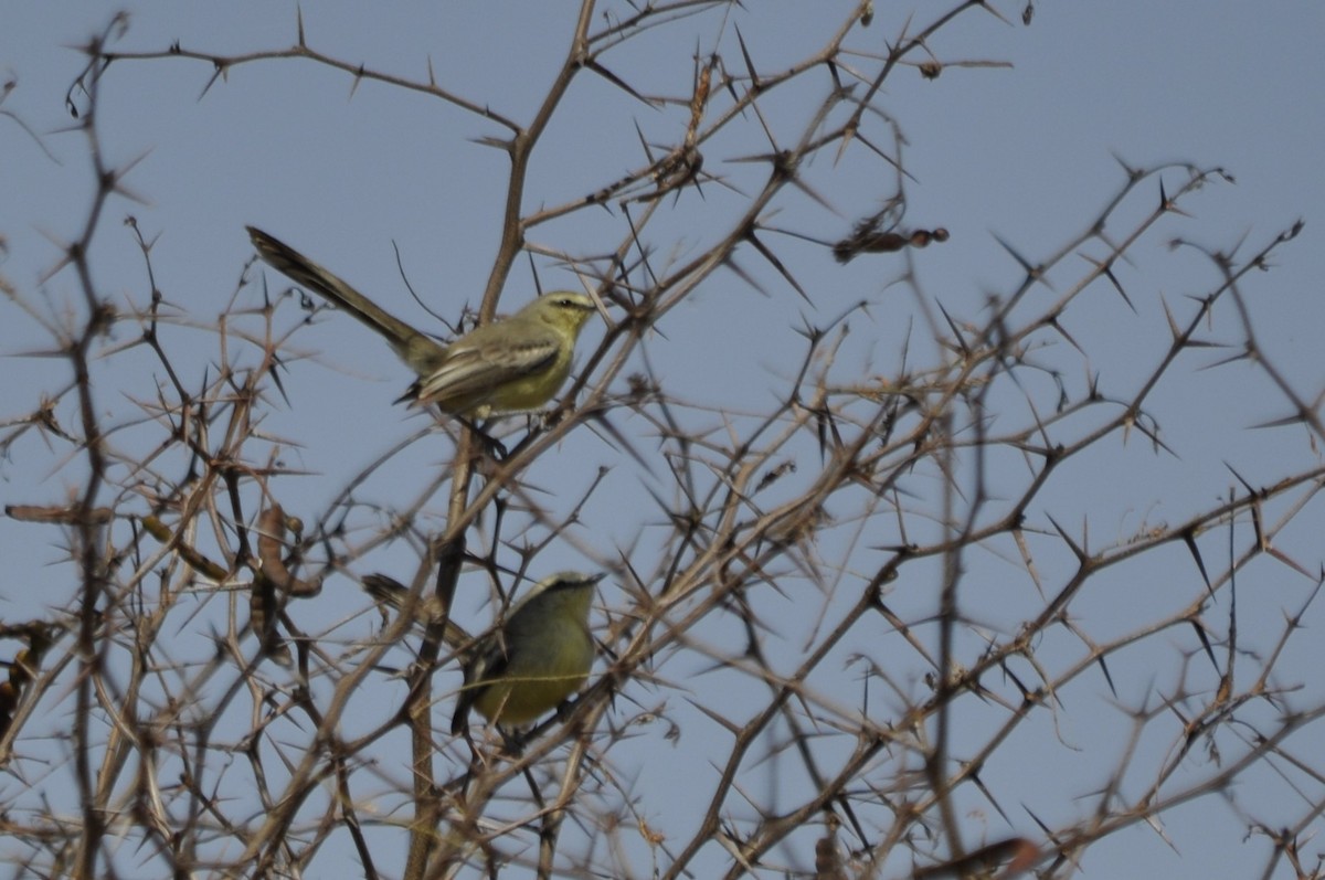 Greater Wagtail-Tyrant - ML623819544