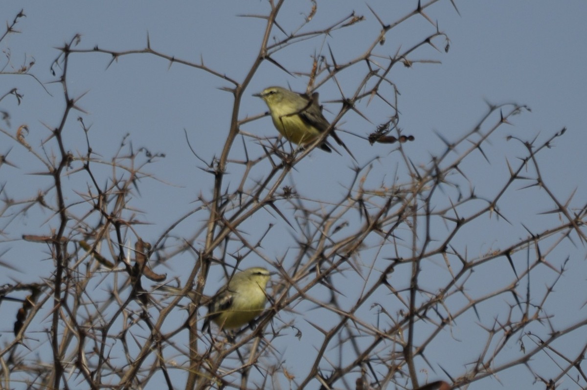 Greater Wagtail-Tyrant - ML623819545