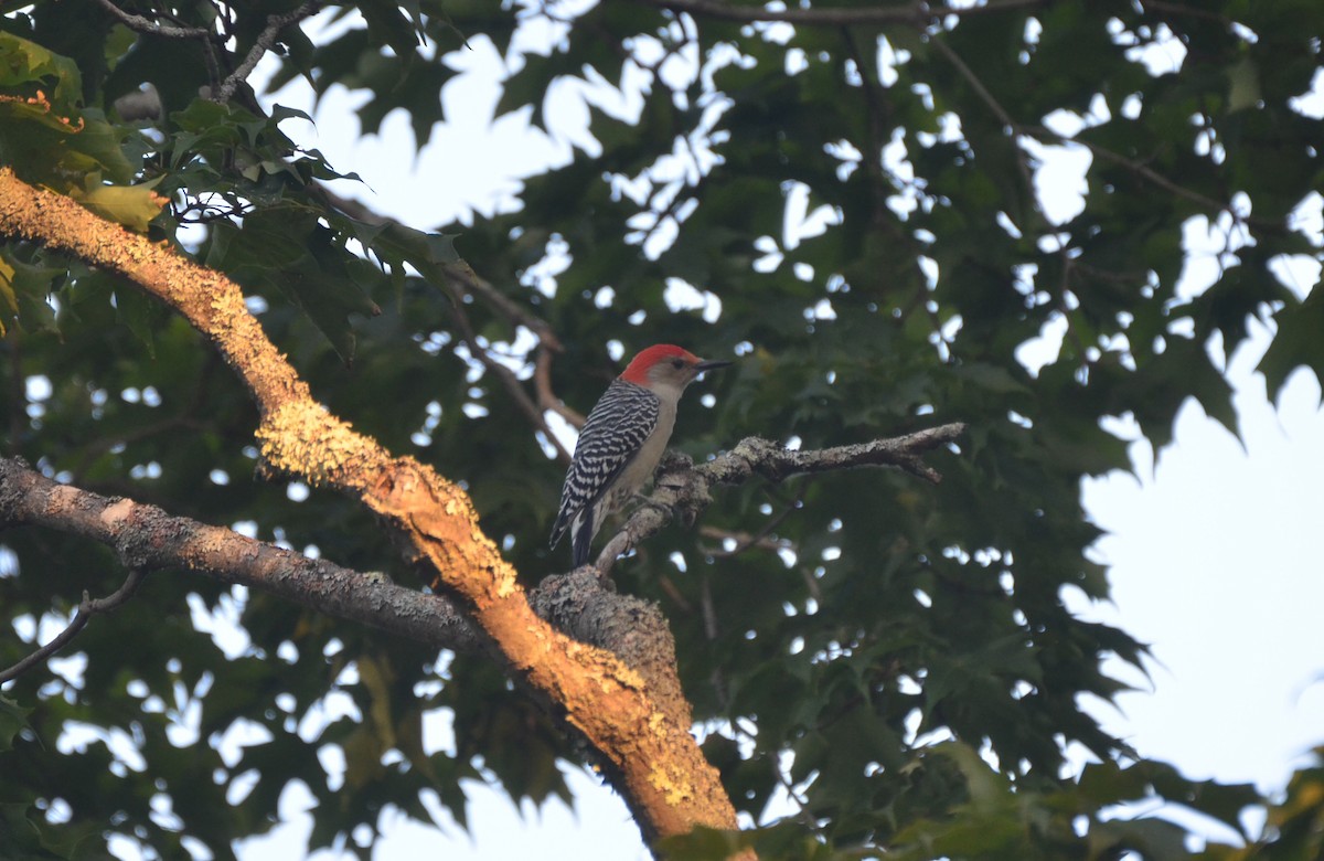 Red-bellied Woodpecker - ML623819547