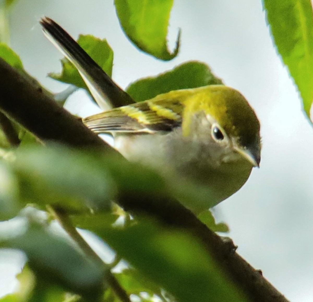 Chestnut-sided Warbler - Josh Jackson