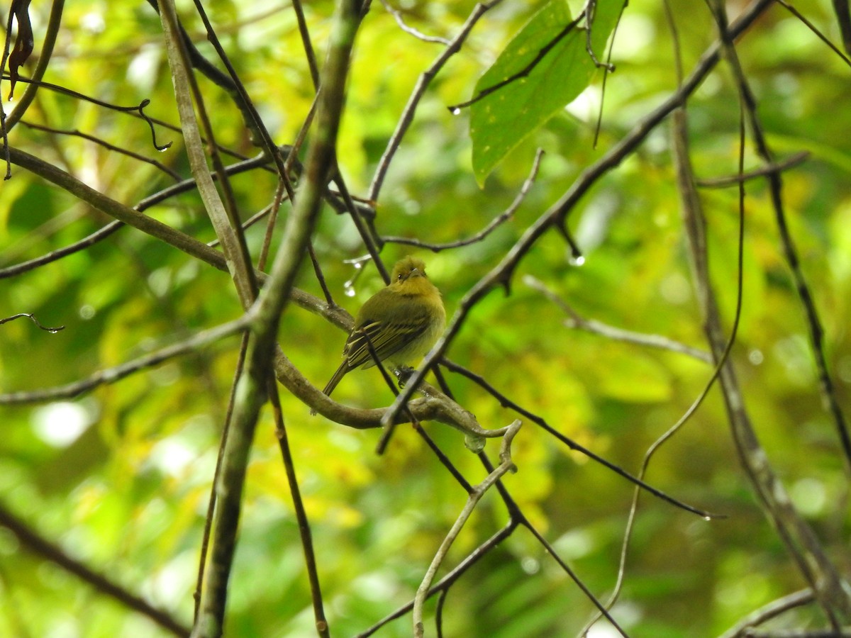 Ochre-lored Flatbill - Antonio Lemos Maia Neto