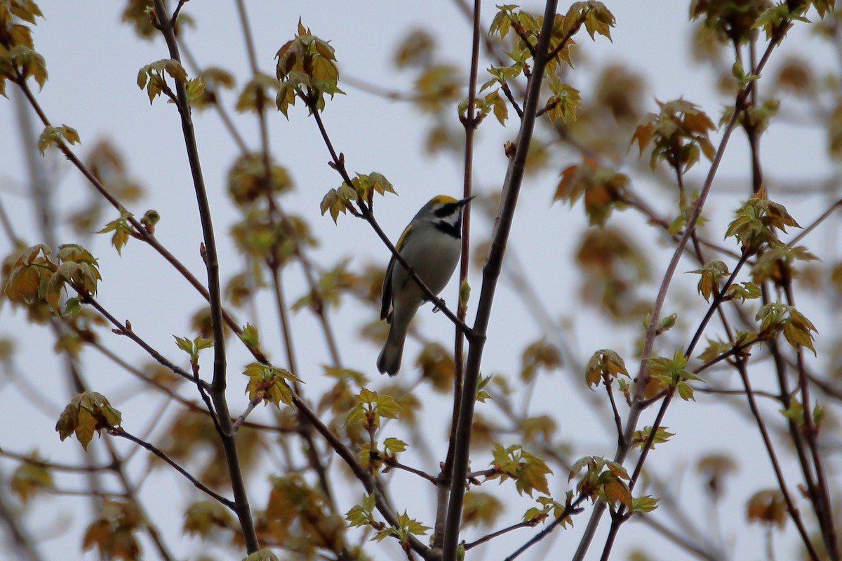 Golden-winged Warbler - ML623819600