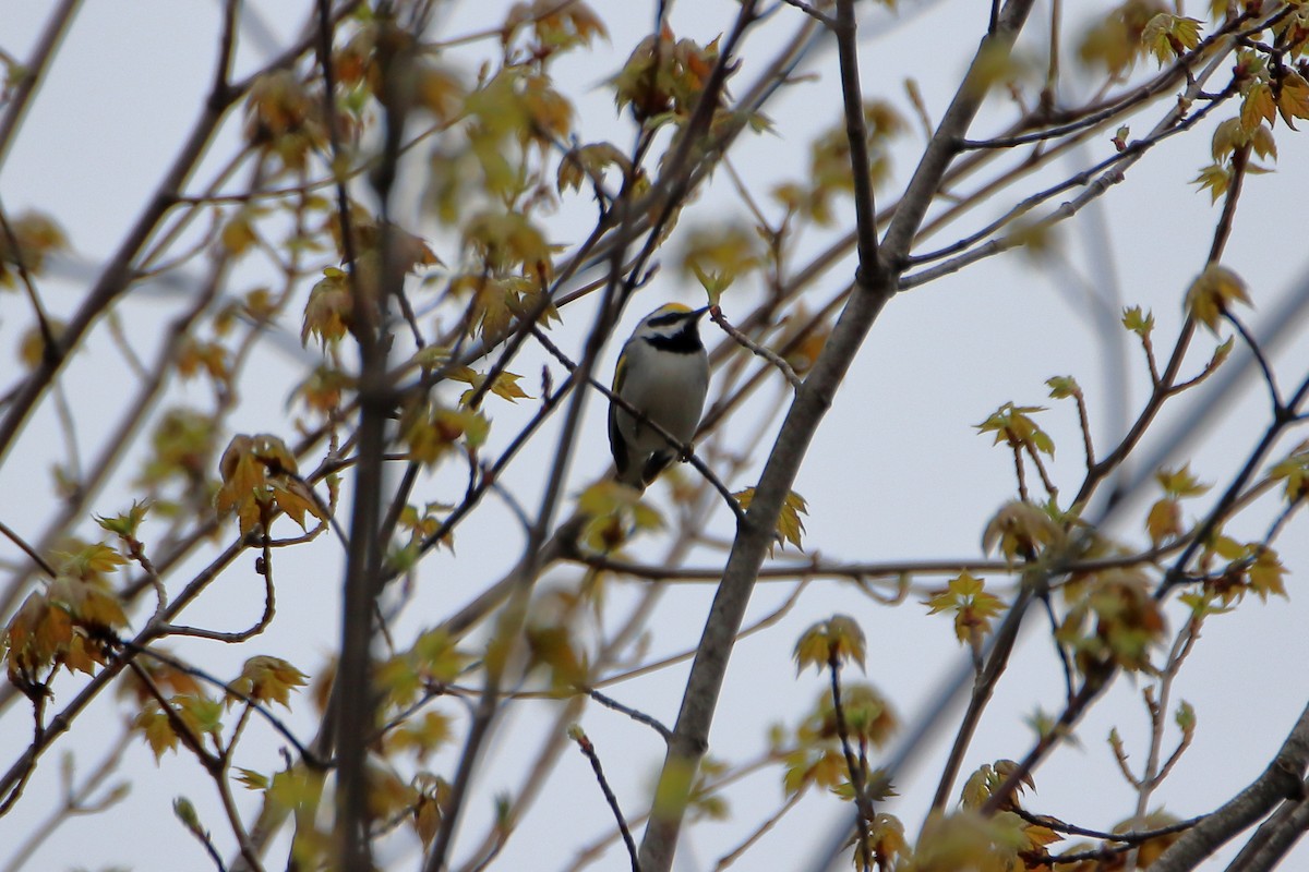 Golden-winged Warbler - ML623819603