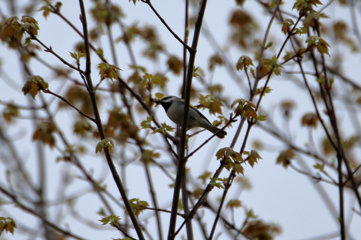 Golden-winged Warbler - ML623819607