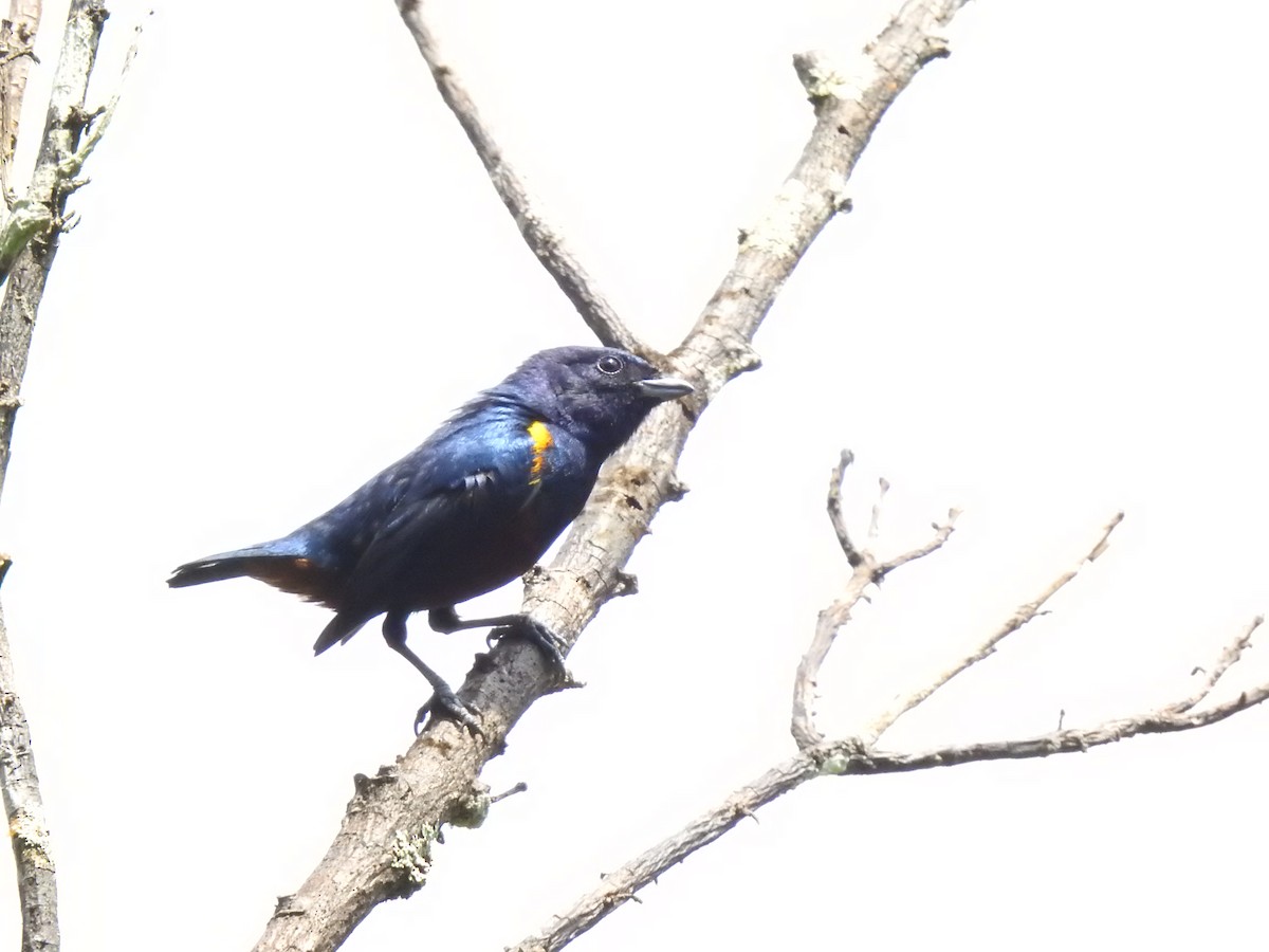 Chestnut-bellied Euphonia - ML623819611