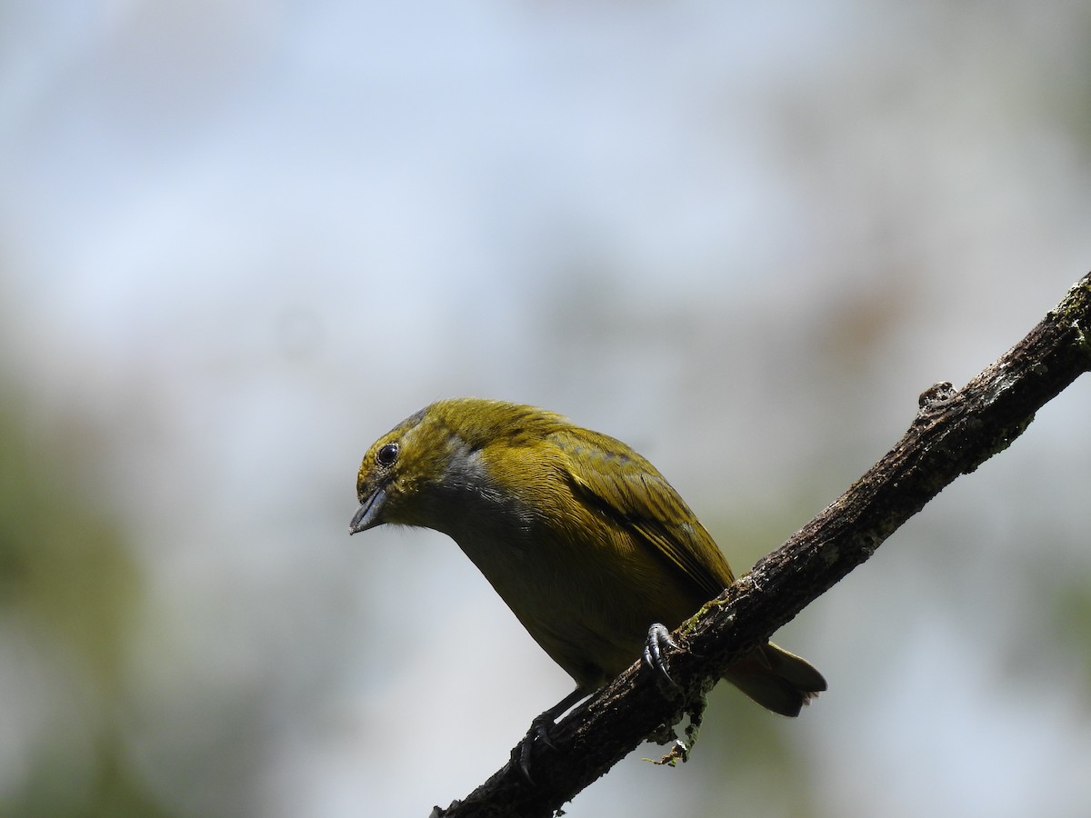 Chestnut-bellied Euphonia - ML623819613