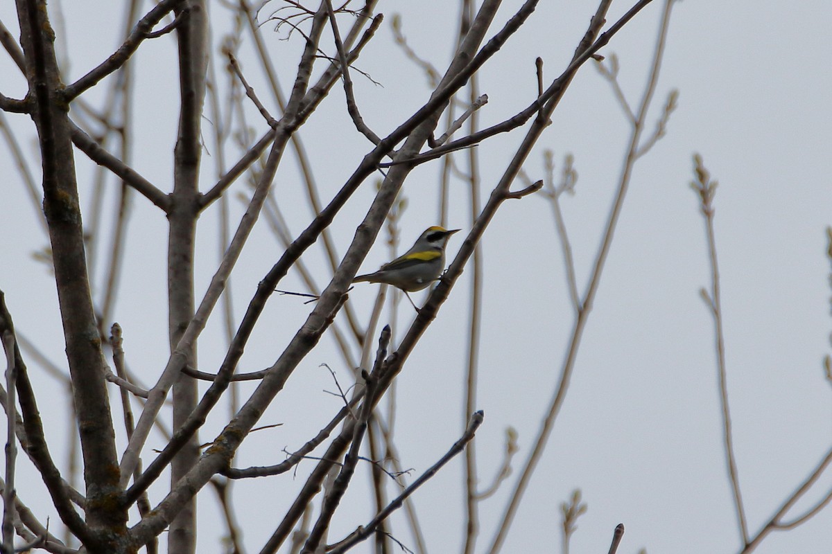 Golden-winged Warbler - ML623819615