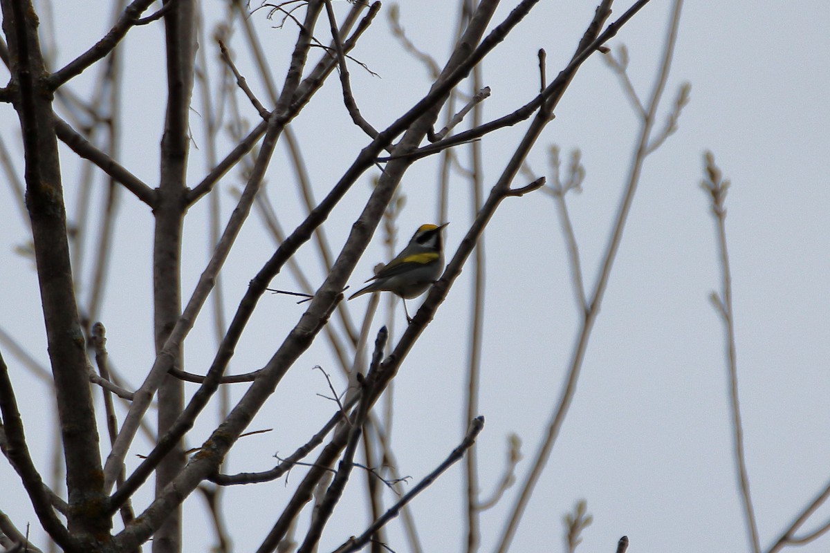 Golden-winged Warbler - ML623819617