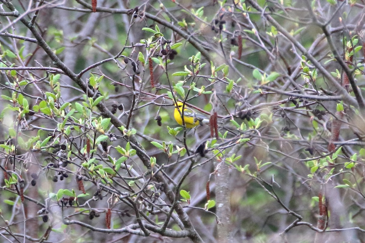 Blue-winged Warbler - ML623819637